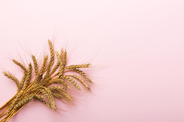 Sheaf of wheat ears close up and seeds on colored background Natural cereal plant harvest time concept Top view flat lay with copy space world wheat crisis