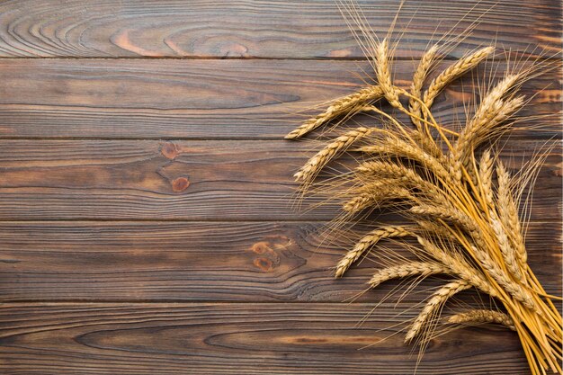 Sheaf of wheat ears close up and seeds on colored background Natural cereal plant harvest time concept Top view flat lay with copy space world wheat crisis