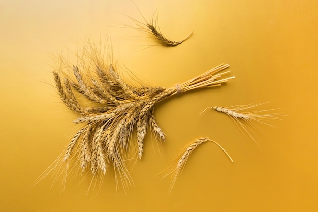 Sheaf of wheat ears close up and seeds on colored background\
natural cereal plant harvest time concept top view flat lay world\
wheat crisis