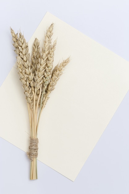 Sheaf of wheat ears close up on set sail champagne color Natural cereal plant, harvest time concept.