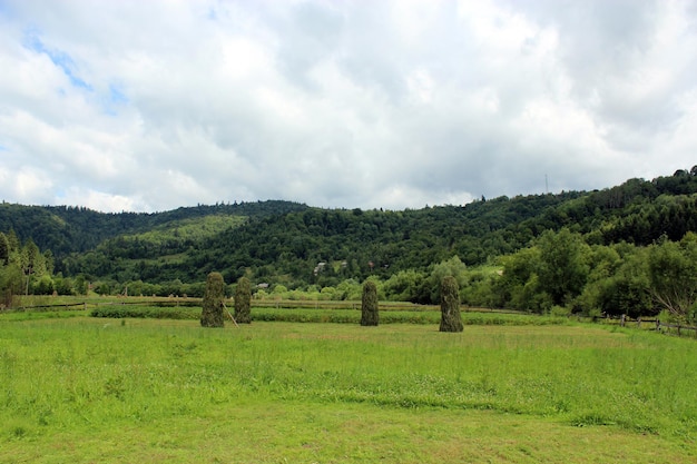 Sheafs of hay standing on the field in Carpathian mountains