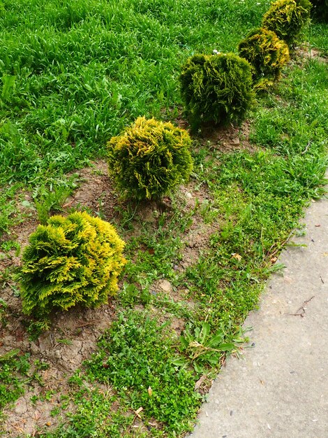 thuja の庭と公園の花卉と園芸の冠を形作る芝生の上で刈られた thuja