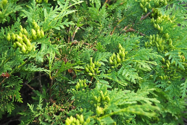 Sheared thuja thuja의 왕관 모양 정원 및 공원 화초 재배 및 원예 도시 및 농촌 지역 조경 침엽수 식물의 황록색 잎과 바늘