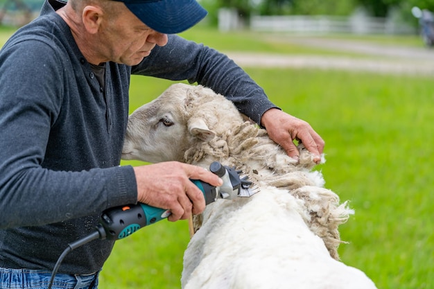 Tosatrice che lavora con una pecora. la potatura degli animali in una fattoria.