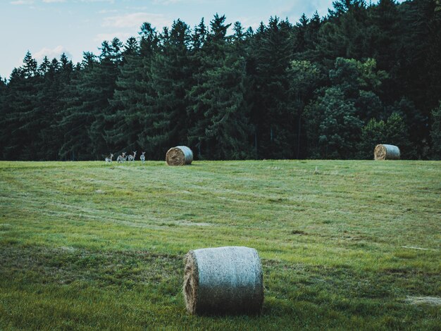 Foto covoni di fieno che giacciono su un campo falciato vicino alla foresta