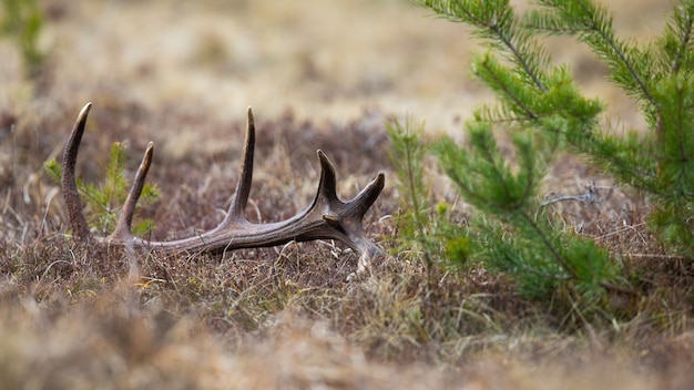 Foto capannone antler da un cervo rosso cervo sdraiato a terra nella natura primaverile