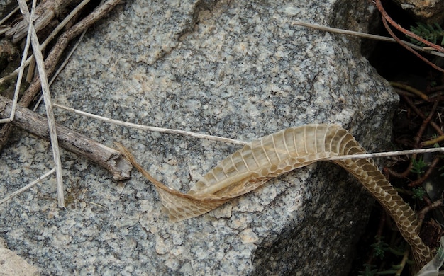 Shedding Snake Skin On A Stone