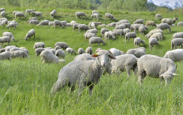  sheep in a alpine pasture