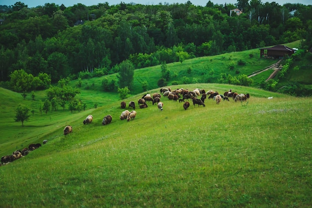 Овцы и козы пасутся на лугу