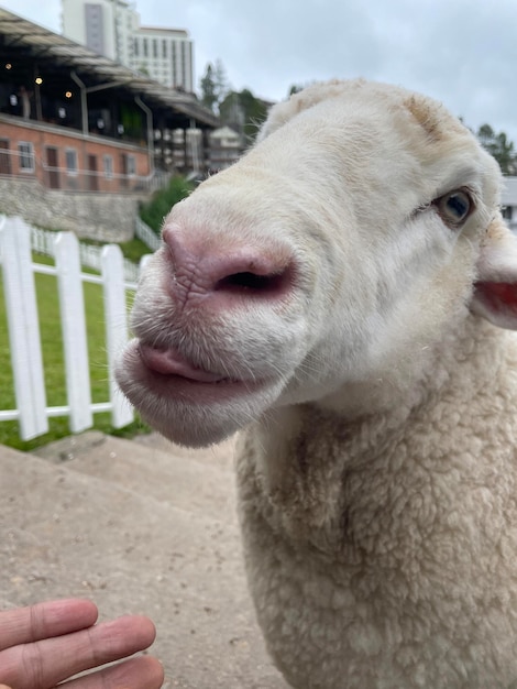 Sheep animal in wooden barn