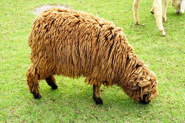 The sheep are eating grass in the green meadow