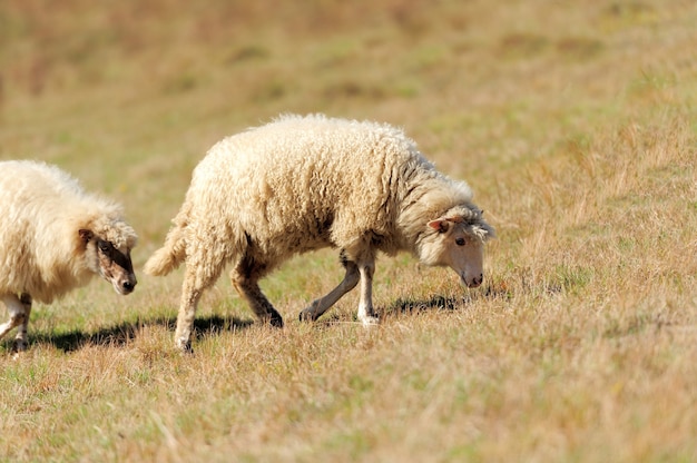 Sheep on a autumn field