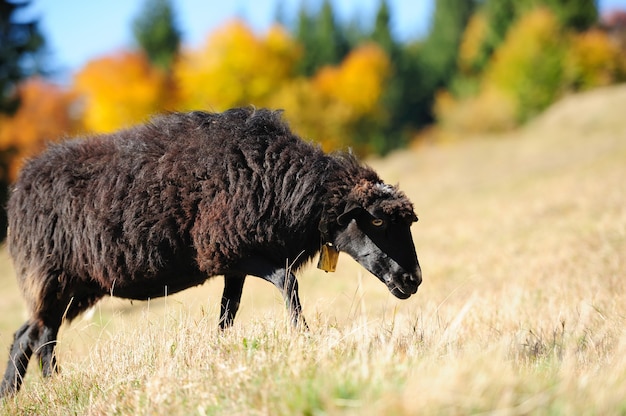 Sheep on a autumn field