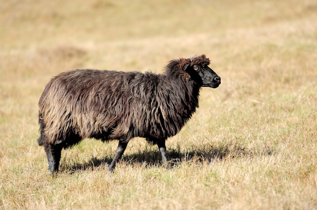 Sheep on a autumn field