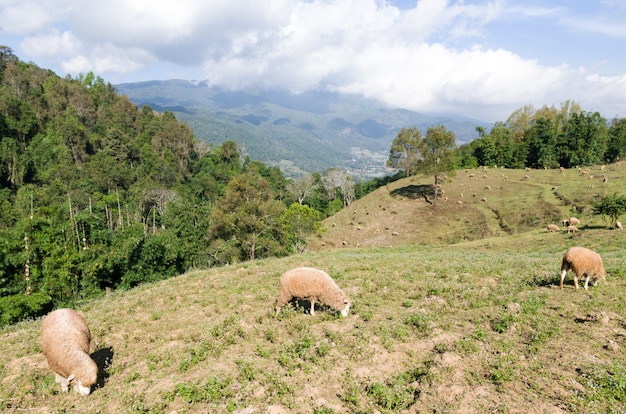 美しい山の牧草地の羊