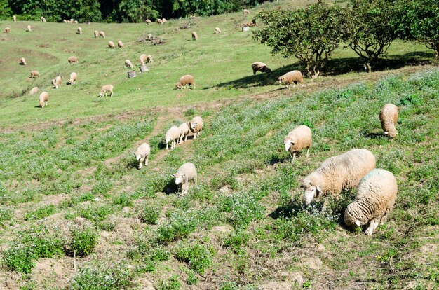 Sheep on beautiful mountain meadow