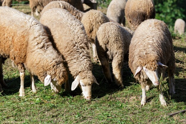 sheep on beautiful mountain meadow