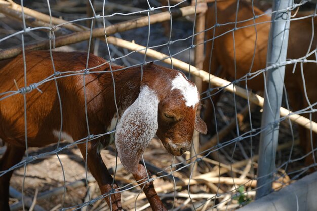 Sheep in a cage