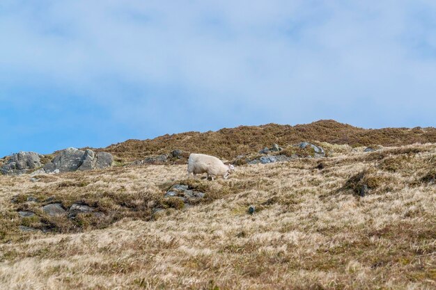 sheep in Connemara