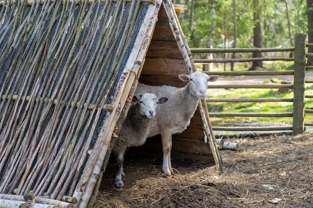 Sheep in the corral. Sheep pets on the farm.