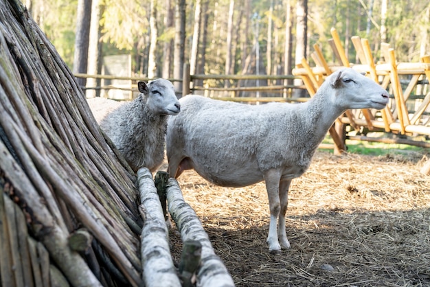 Sheep in the corral. Sheep pets on the farm.