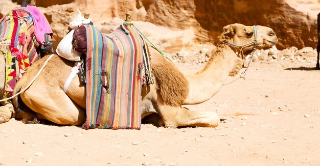 Photo sheep in a desert