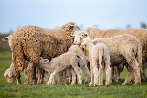 Sheep domestic animals at the farm