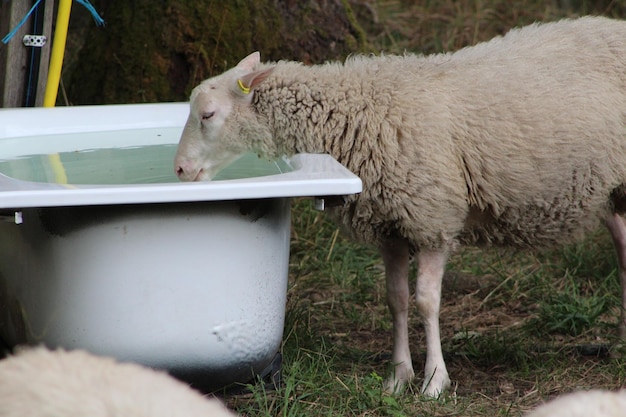 写真 畑 の 溝 から 水 を 飲む 羊