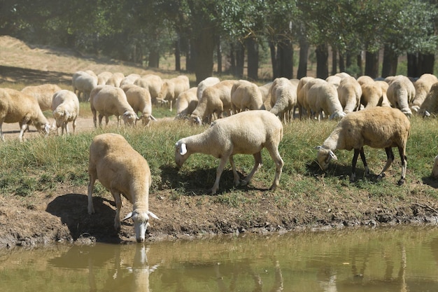 Как овцы пьют воду