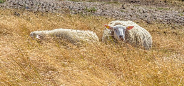 sheep in East Frisia