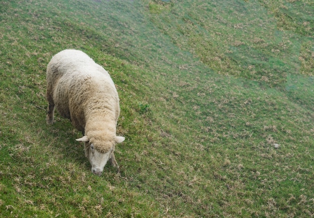 Sheep eating grass in nature on meadow