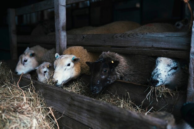 Sheep eating straw at a pen