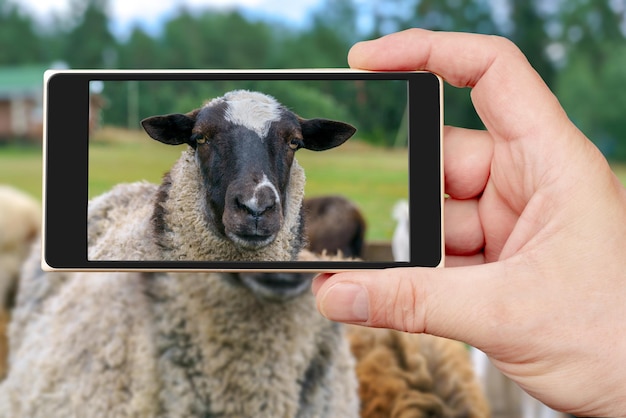 Sheep on the farm Domestic animal sheep