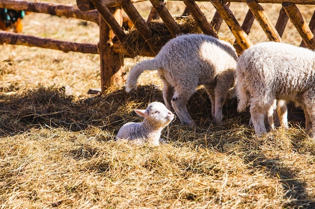 牧場で干し草を食べる羊