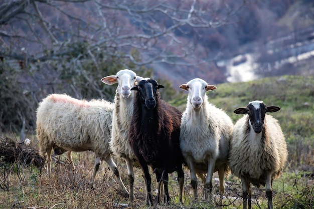 冬の日にカメラを見ている羊の白と1つの黒い色の動物の羊の農場の群れ