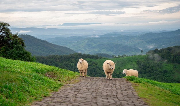 Sheep farm on the grass of the mountains