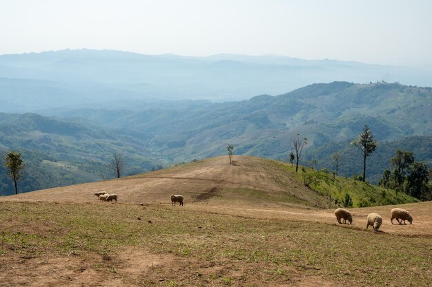 Sheep Farm on The Hill  Doi Chang Chiang Rai Thailand