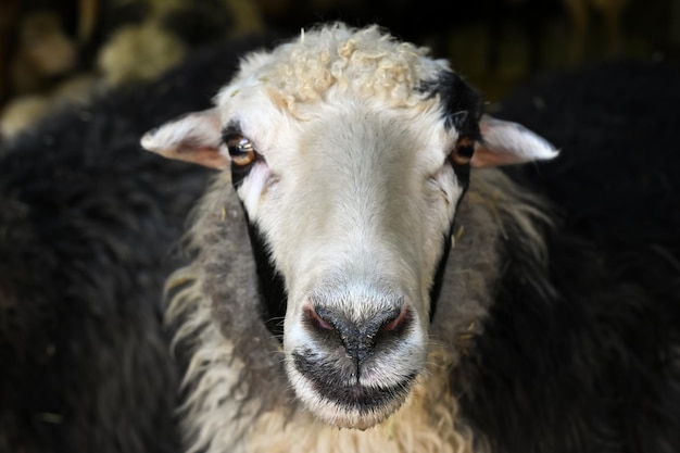 Sheep on the farm looking at the photographer