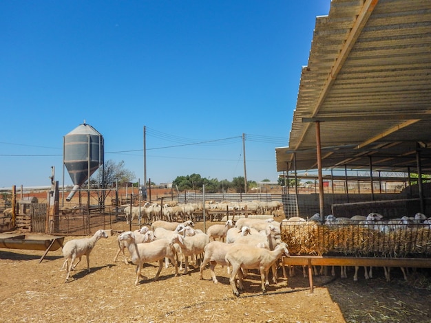 Sheep farm for the production of milk