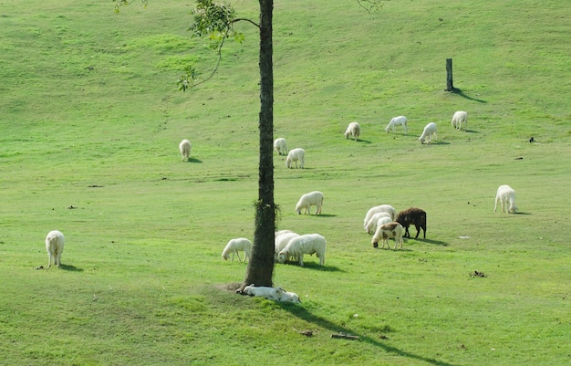 Sheep farm in South island, New Zealand.