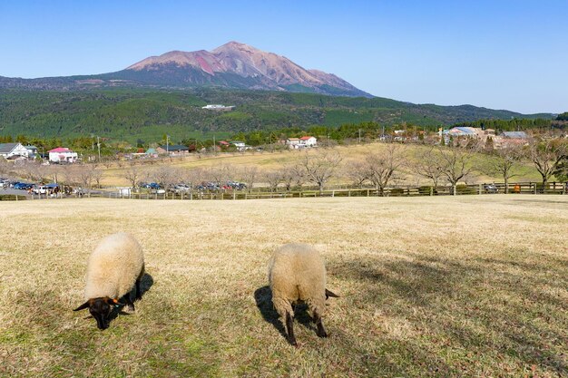 Sheep farm with mount Kirishima