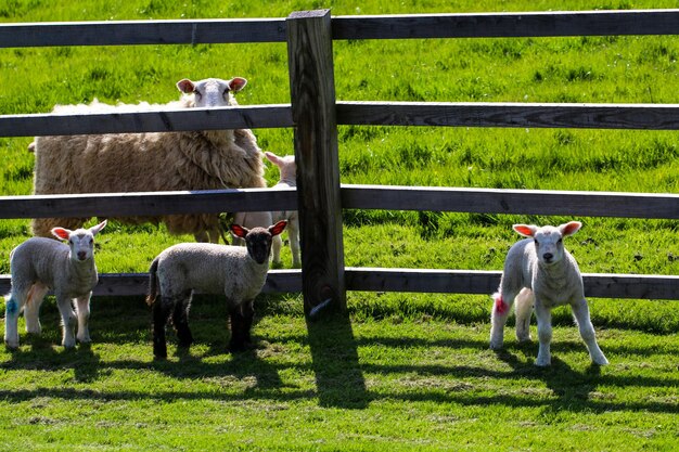 Sheep in a farm