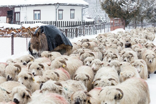 Photo sheep on farm