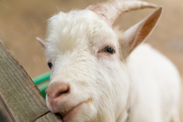 Sheep in farm