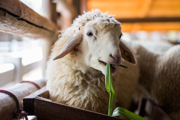 Sheep in farm