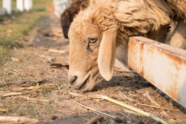 Sheep in farm