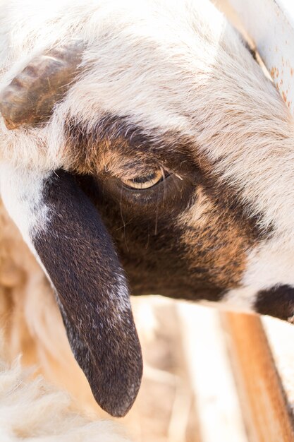 Sheep in farm