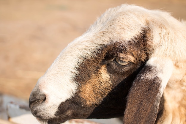 Sheep in farm