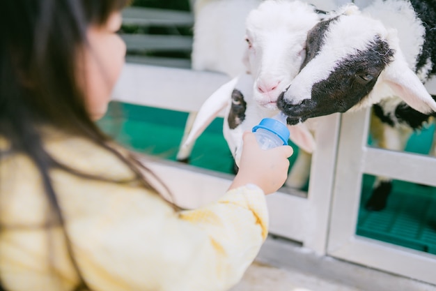 Sheep feeding. Little asian girl feeding milk bottle to cute sheep on sheep farm.