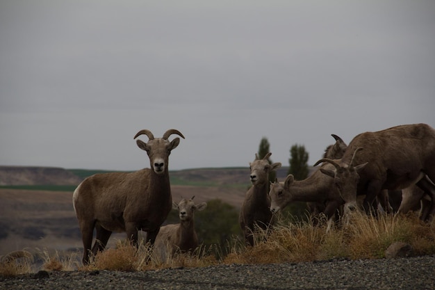 Photo sheep on field against sky